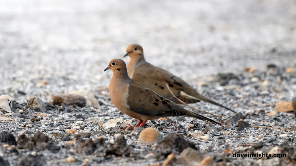 How long Can A Dove Live? (Explained) 2 How long can a dove live
