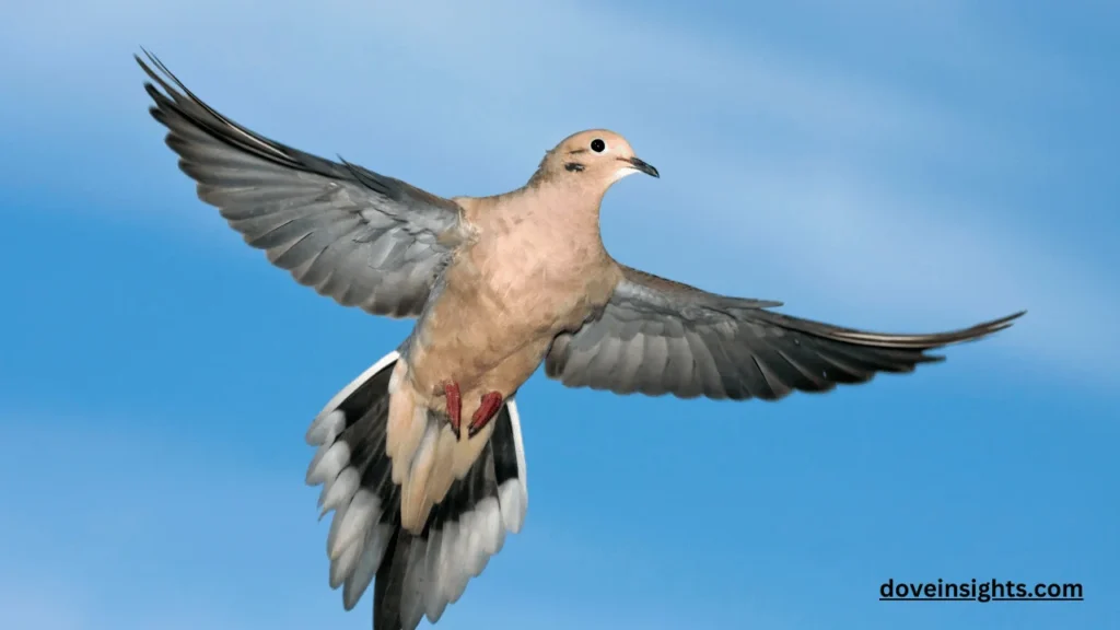 What Do Doves Eat? (Know In Detail) 2 What do doves eat