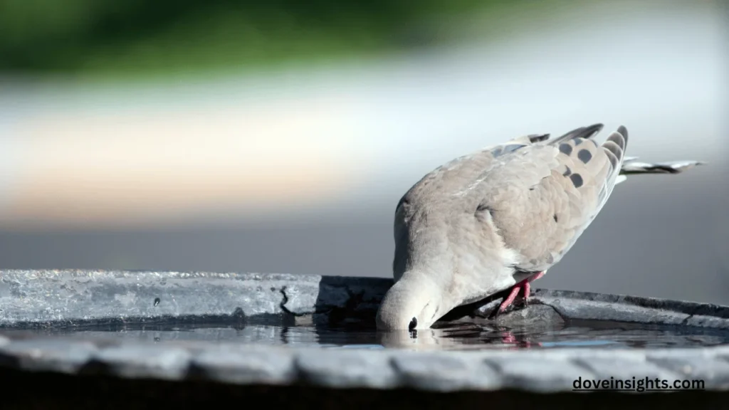 What Does a Mourning Dove Symbolize? (Answered) 2 What does a mourning dove symbolize