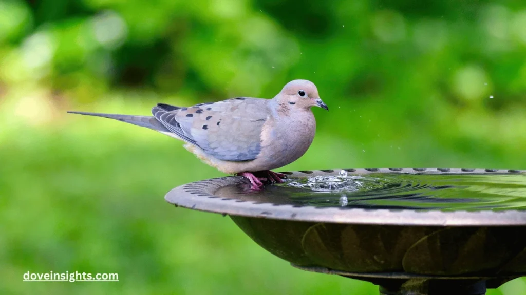 What Is A Group Of Doves Called? (Explained) 2 What is a group of doves called