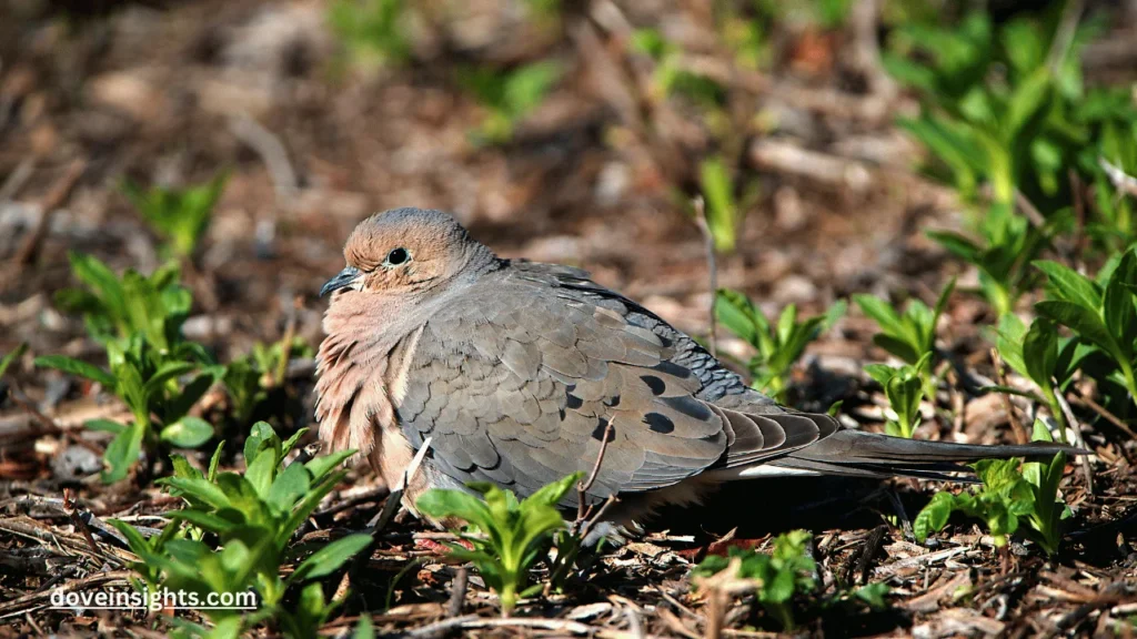 Why Do Mourning Doves Coo? (Explained) 2 Why do mourning doves coo