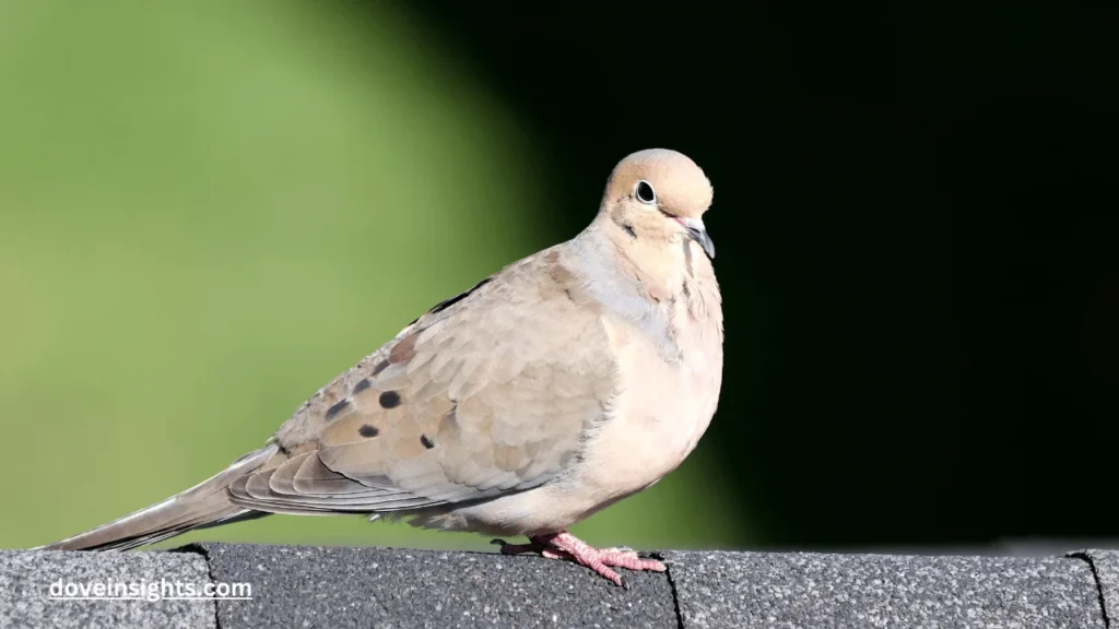 Are Doves Colorblind? (Answered) 2 Are doves colorblind