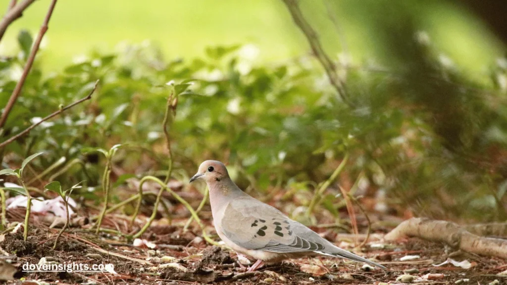Are Doves Extinct? (Explained) 2 Are doves extinct