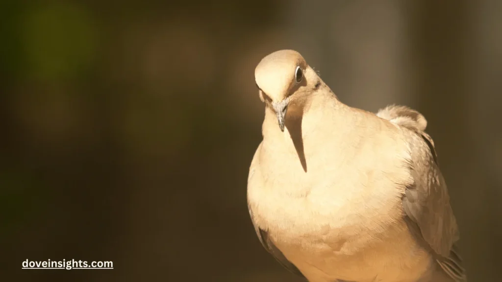 Are Mourning Doves Aggressive? (Explained) 2 Are mourning doves aggressive