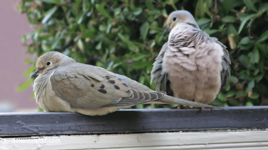 Are Mourning Doves Domesticated? (Answered) 2 Are mourning doves domesticated