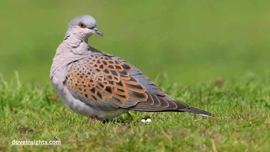 Are Mourning Doves Extinct? (Answered) 2 Are mourning doves extinct