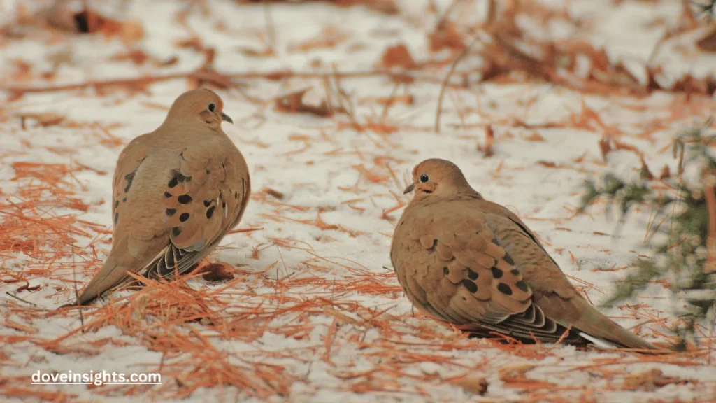 Are Mourning Doves Good Luck? (Know In Detail) 2 Are mourning doves good luck