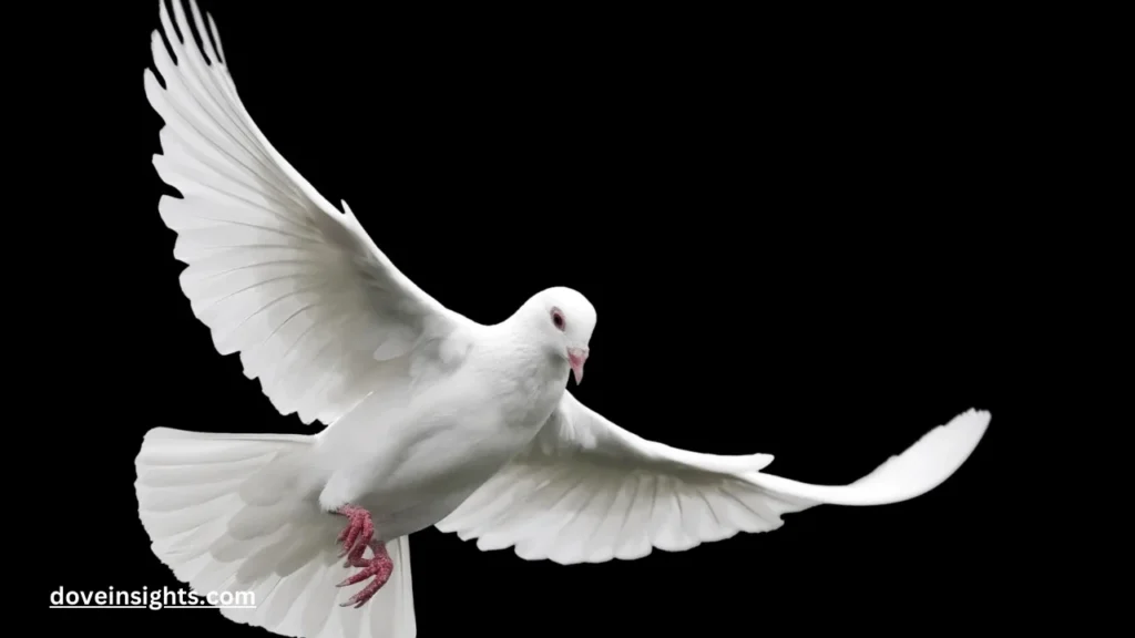 Are Mourning Doves Good Luck? (Explained) 2 Are mourning doves good luck?