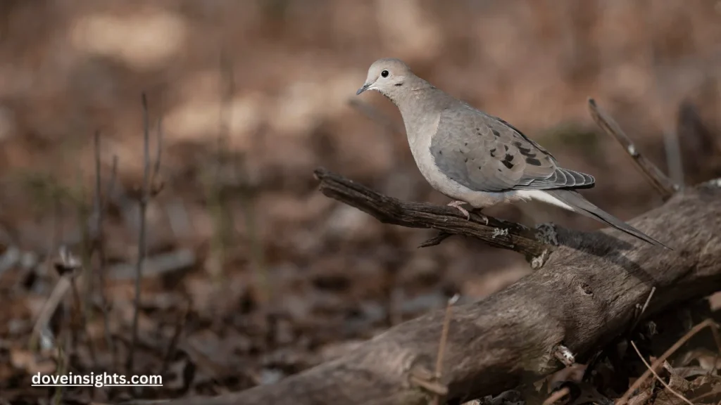Are Mourning Doves Invasive? (Explained) 2 Are mourning doves invasive