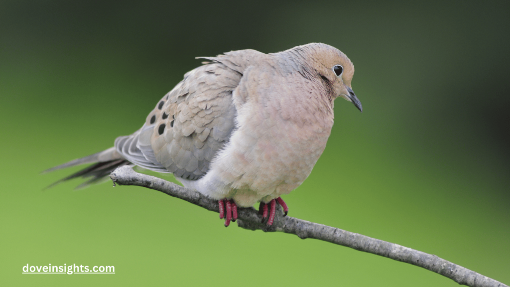 Are Mourning Doves Native To North America? (Answered) 2 Are mourning doves native to north america