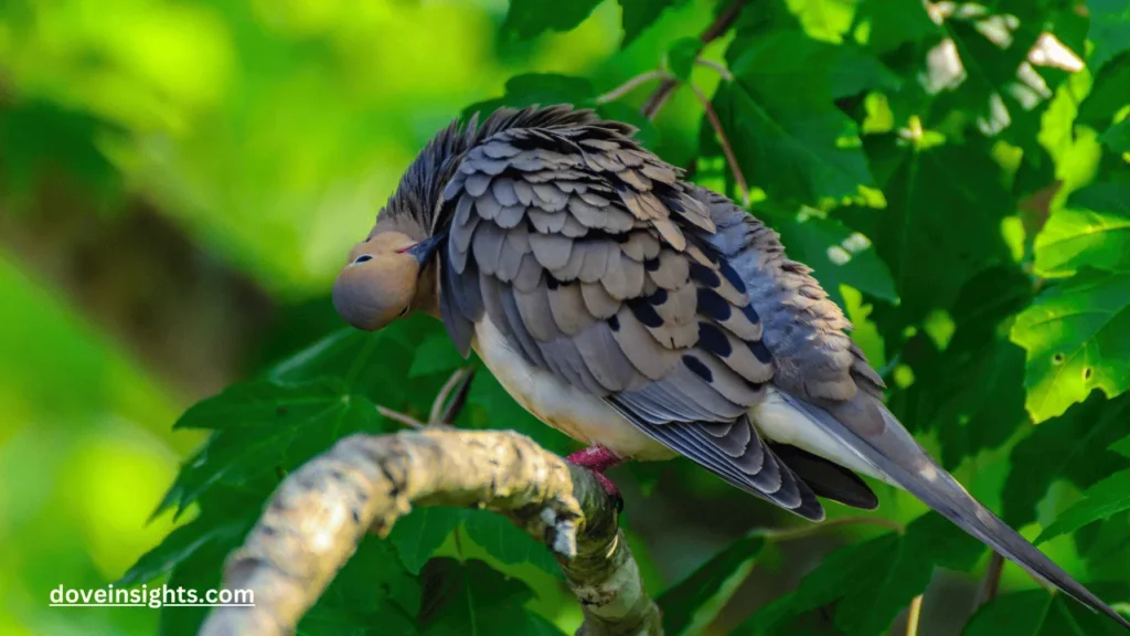 Are Mourning Doves Protected? (Explained) 2 Are mourning doves protected