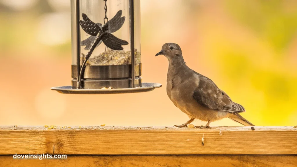 Are Mourning Doves Related to Pigeons? (Answered) 2 Are mourning doves related to pigeons