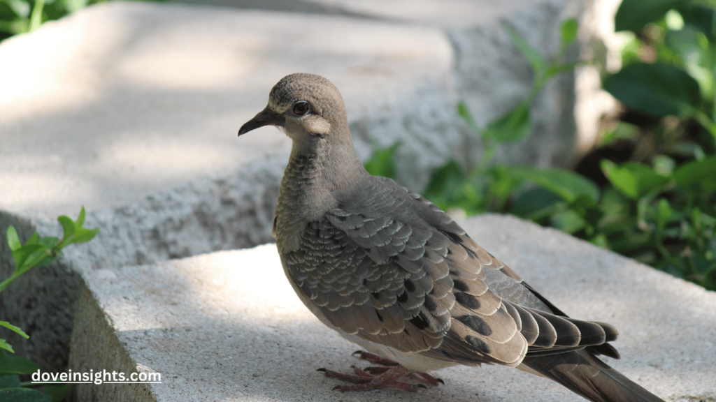 Can Mourning Doves Move Their Eggs? (Explained) 2 Can mourning doves move their eggs
