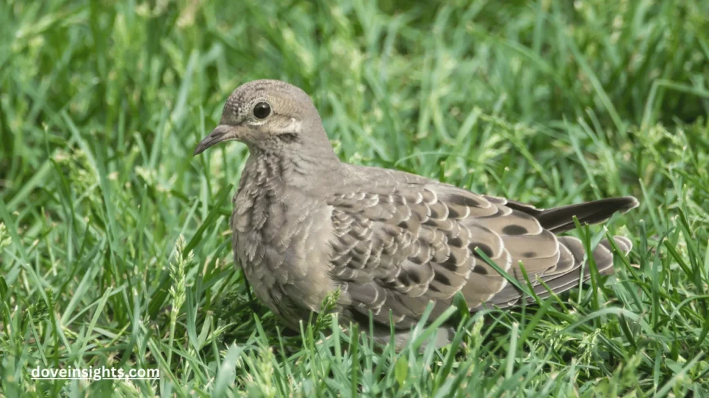 Can Mourning Doves Smell? (Know In Detail) 2 Can mourning doves smell