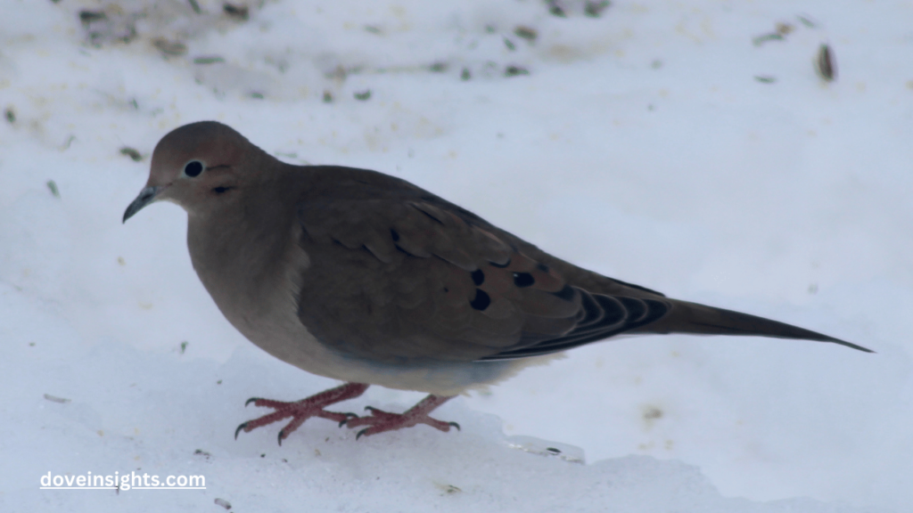 Can You Move A Mourning Dove Nest? (Answered) 2 Can you move a mourning dove nest