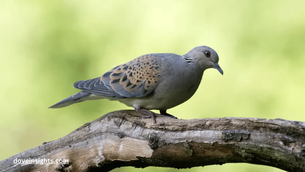 Do Dove Calls Work? (Know In Detail) 2 Do dove calls work