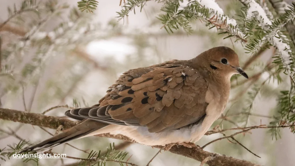 Do Doves Fly South for the Winter? (Answered) 2 Do doves fly south for the winter