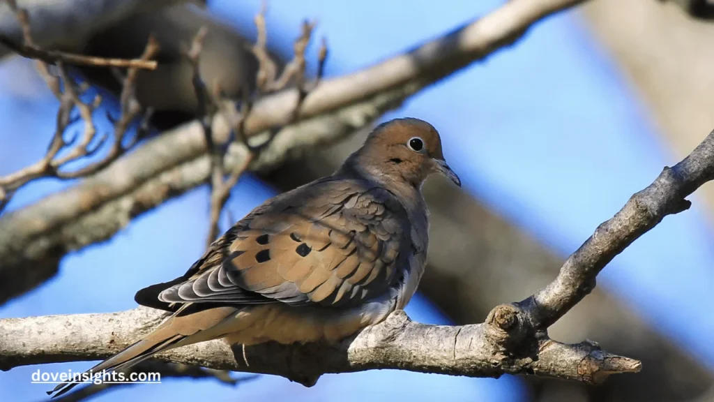 Do Doves Return To The Same Nest? (Explained) 2 Do Doves Return To The Same Nest