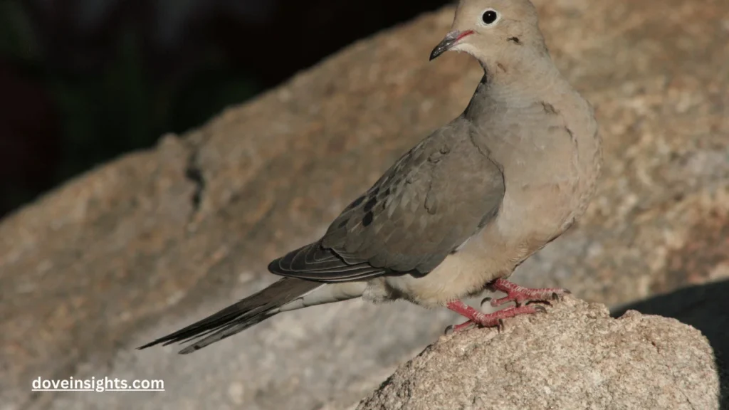 Do Mourning Doves Coo At Night? (Answered) 2 Do mourning doves coo at night
