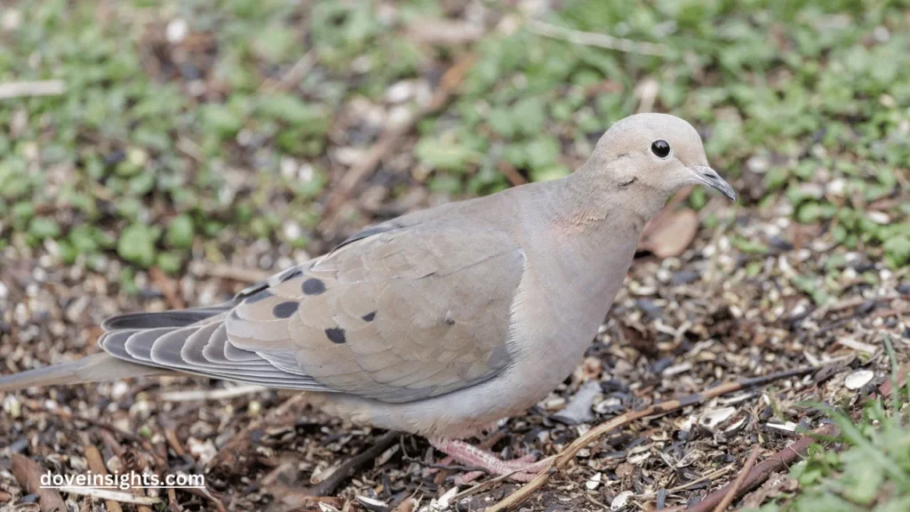 Do Mourning Doves Eat Sunflower Seeds? (Know In Detail) 2 Do mourning doves eat sunflower seeds