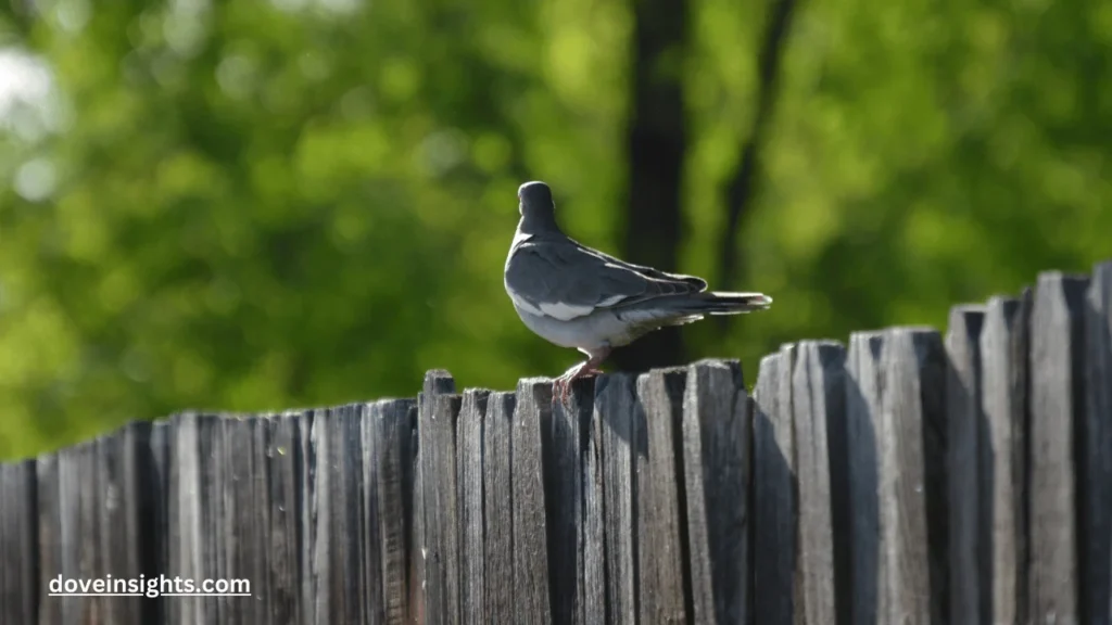 Do mourning doves steal nests? (Answered) 2 Do mourning doves steal nests