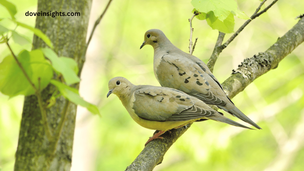 Does Australia Have Mourning Doves? (Answered) 2 Does australia have mourning doves