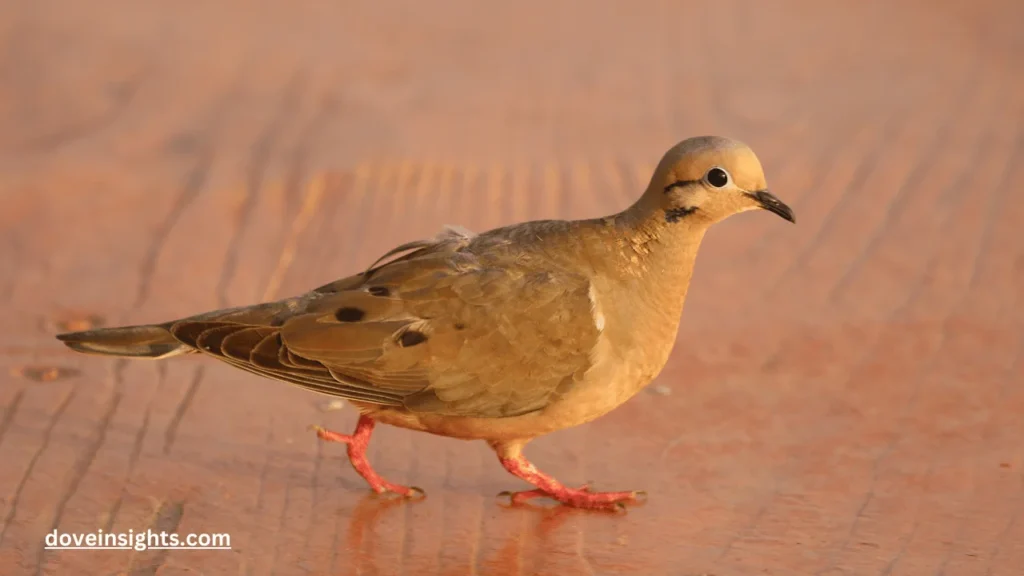 Does Mourning Dove Eat Rice? (Explained) 2 Does mourning dove eat rice
