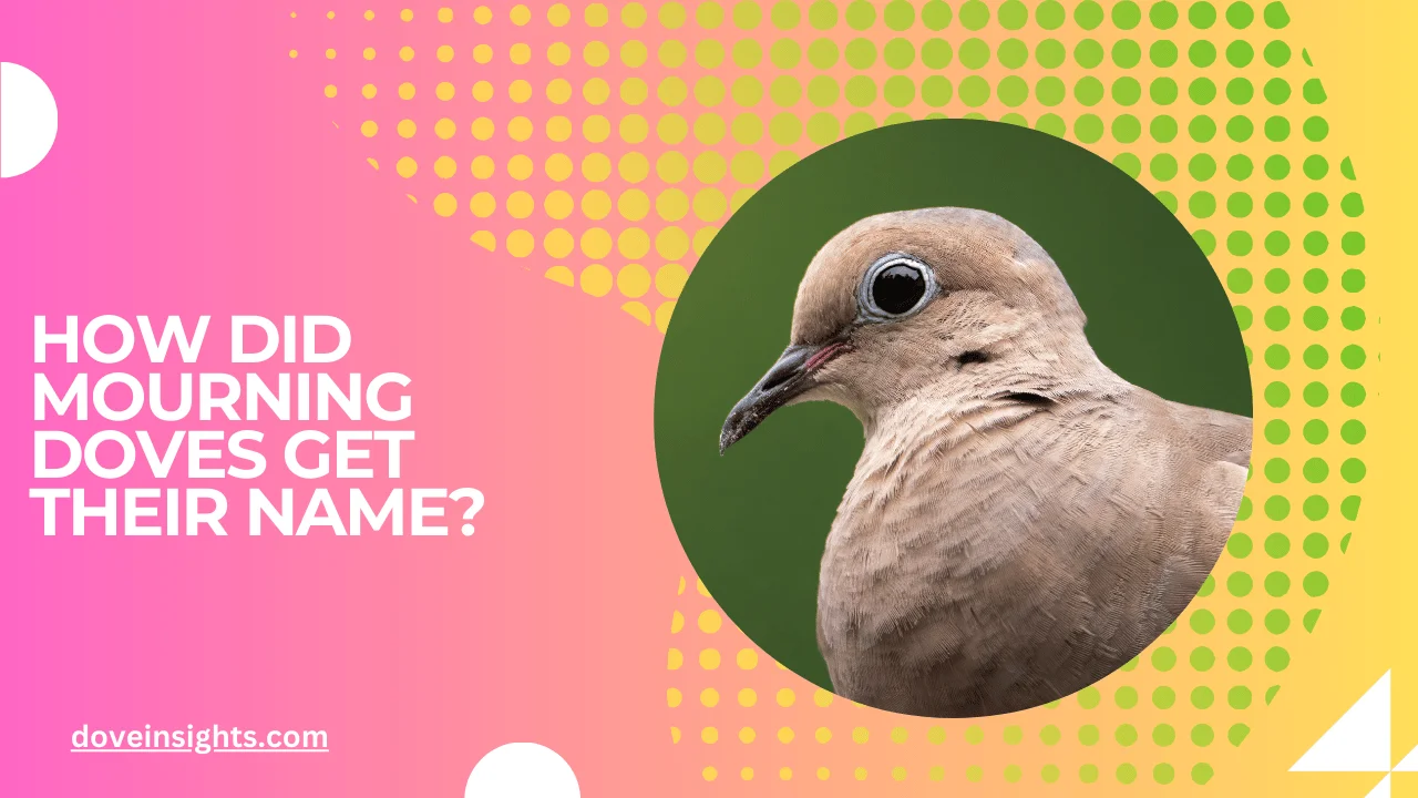 How Did Mourning Doves Get Their Name? (Explained)