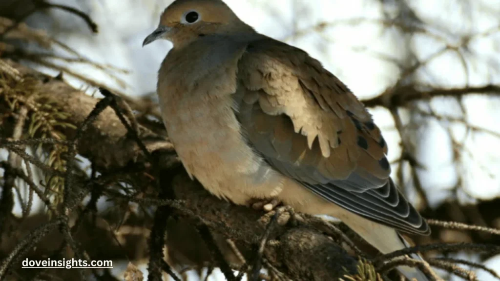 How Do You Befriend a Mourning Dove? (Explained) 2 How do you befriend a mourning dove