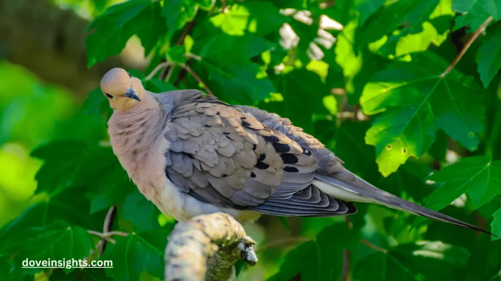 How Long Do Baby Doves Stay in the Nest? (Answered) 2 How long do baby doves stay in the nest