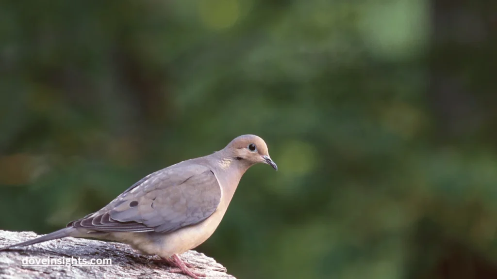 How Long Do Doves Sit On Eggs? (Answered) 2 How long do doves sit on eggs