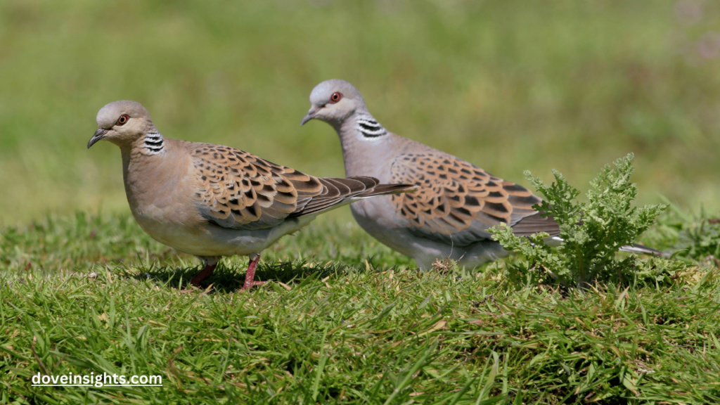 How Long Do Mourning Doves Incubate Their Eggs? (Explained) 2 How long do mourning doves incubate their eggs