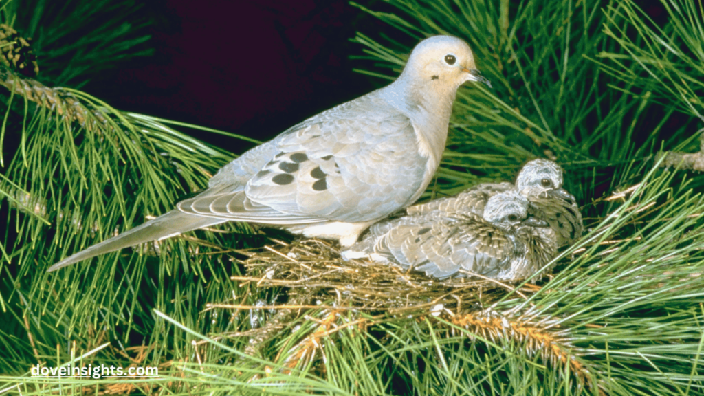 How Long Do Turtle Doves Live? (Know In Detail) 2 How long do turtle doves live