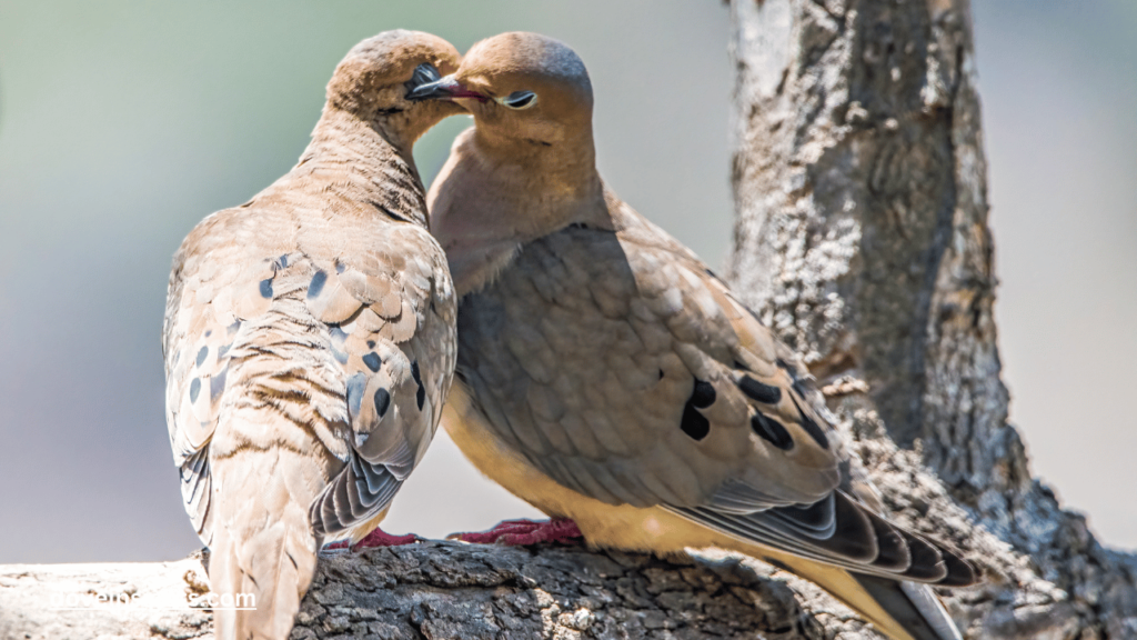 How Long Will a Dove Leave Her Nest? (Answered) 2 How long will a dove leave her nest
