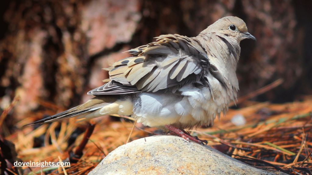 How Much Is a Dove Bird? (Answered) 2 How much is a dove bird
