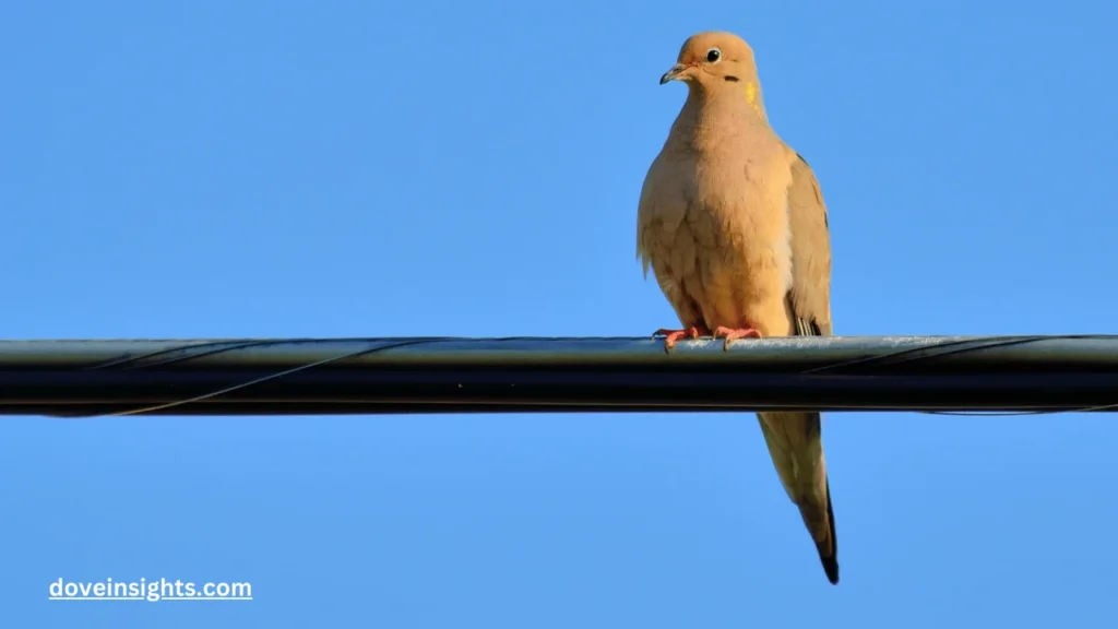 How To Tell A Male Mourning Dove From A Female? (Answered) 2 How to tell a male mourning dove from a female