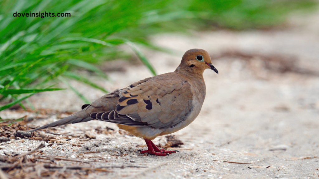 Is It Mourning Or Morning Dove? (Answered) 2 Is it mourning or morning dove
