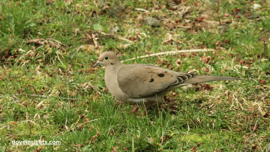 What Are Mourning Doves a Sign Of? (Answered) 2 What are mourning doves a sign of