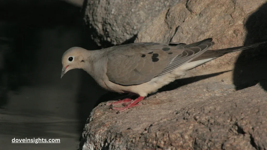 What Color Are Dove Eggs? (Explained) 2 What color are dove eggs