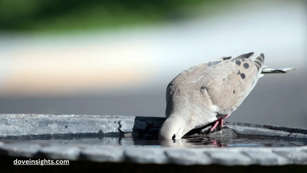 What Do Doves Eat While Nesting? (Explained) 2 What do doves eat while nesting
