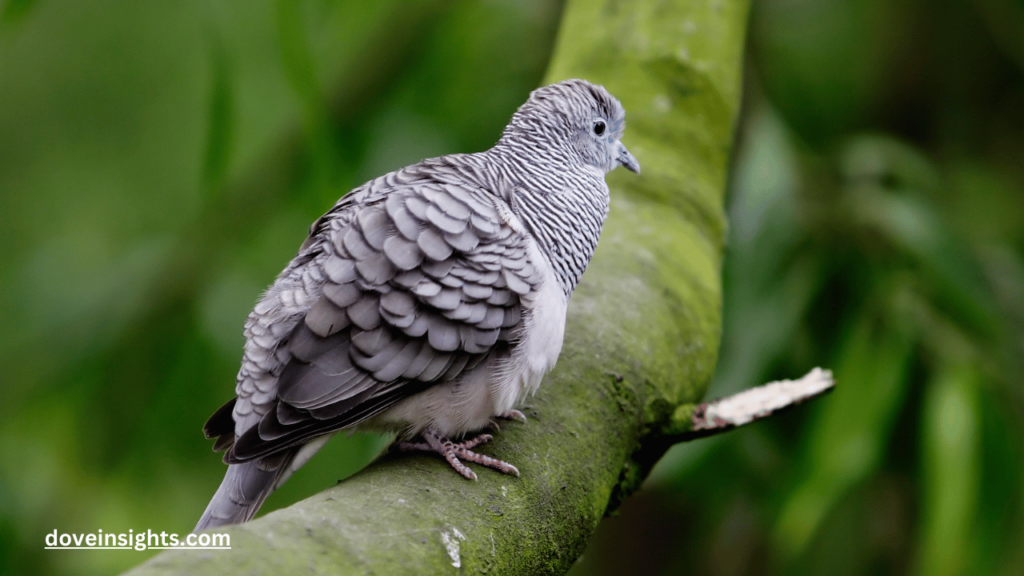 What Do Mourning Doves Mean? (Answered) 2 What do mourning doves mean