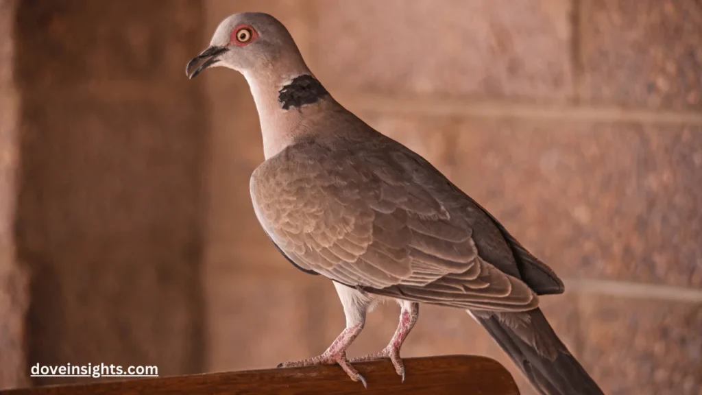 What Do Mourning Doves Represent? (Answered) 2 What do mourning doves represent?