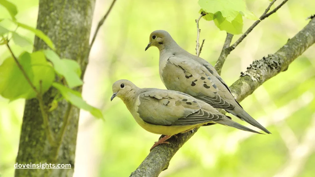 What Do Mourning Doves Symbolize? (Answered) 2 What do mourning doves symbolize