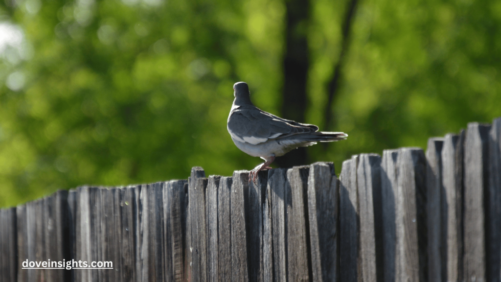 What Does A Mourning Dove Egg Look Like? (Explained) 2 What does a mourning dove egg look like