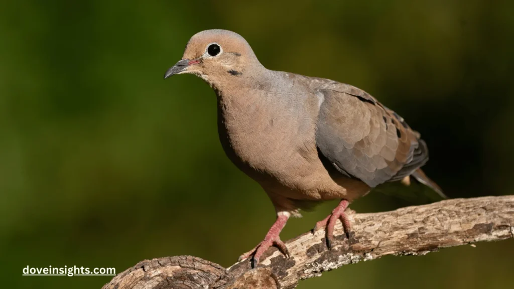 What Does It Mean When a Mourning Dove Visits You? (Explained) 2 What does it mean when a mourning dove visits you?