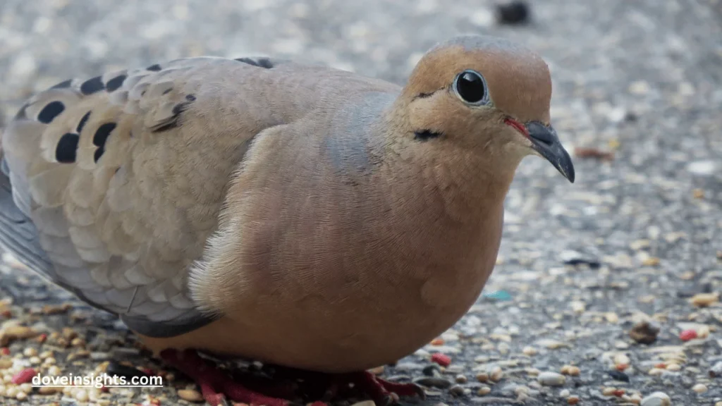 What Seeds Do Mourning Doves Eat? (Answered) 2 What seeds do mourning doves eat