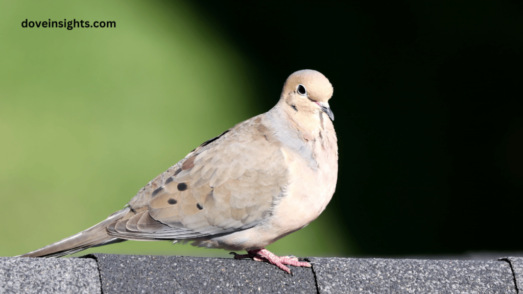 What States have Mourning Doves? (Answered) 2 What states have mourning doves