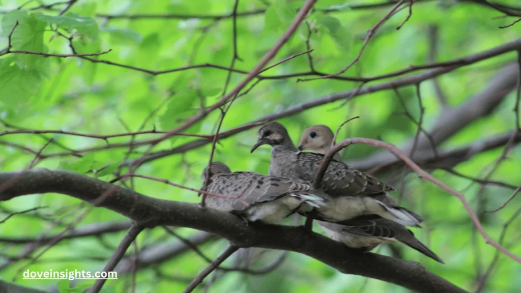 When Are Mourning Doves Fully Grown? (Answered) 2 When are mourning doves fully grown