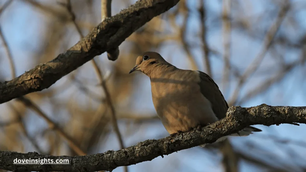 When Do Baby Doves Leave the Nest? (Explained) 2 When do baby doves leave the nest