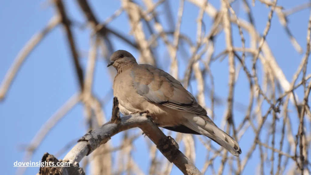 When Do Mourning Doves Coo? (Know In Detail) 2 When do mourning doves coo